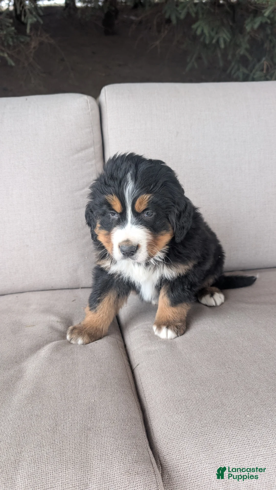 Bernese Mountain Dog dogs for sale: Buster  - Ad 3