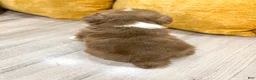 Australian Shepherd dogs for sale: Lady - Ad 4