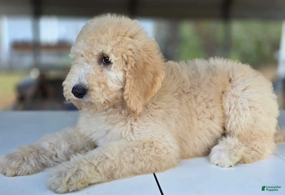 Goldendoodle dogs for sale: Ember - Ad 2