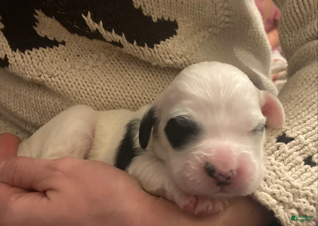 English Setter dogs for sale: Ruger - Ad 2