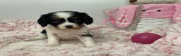 Cavalier King Charles Spaniel dogs for sale: Kathy - Ad 4