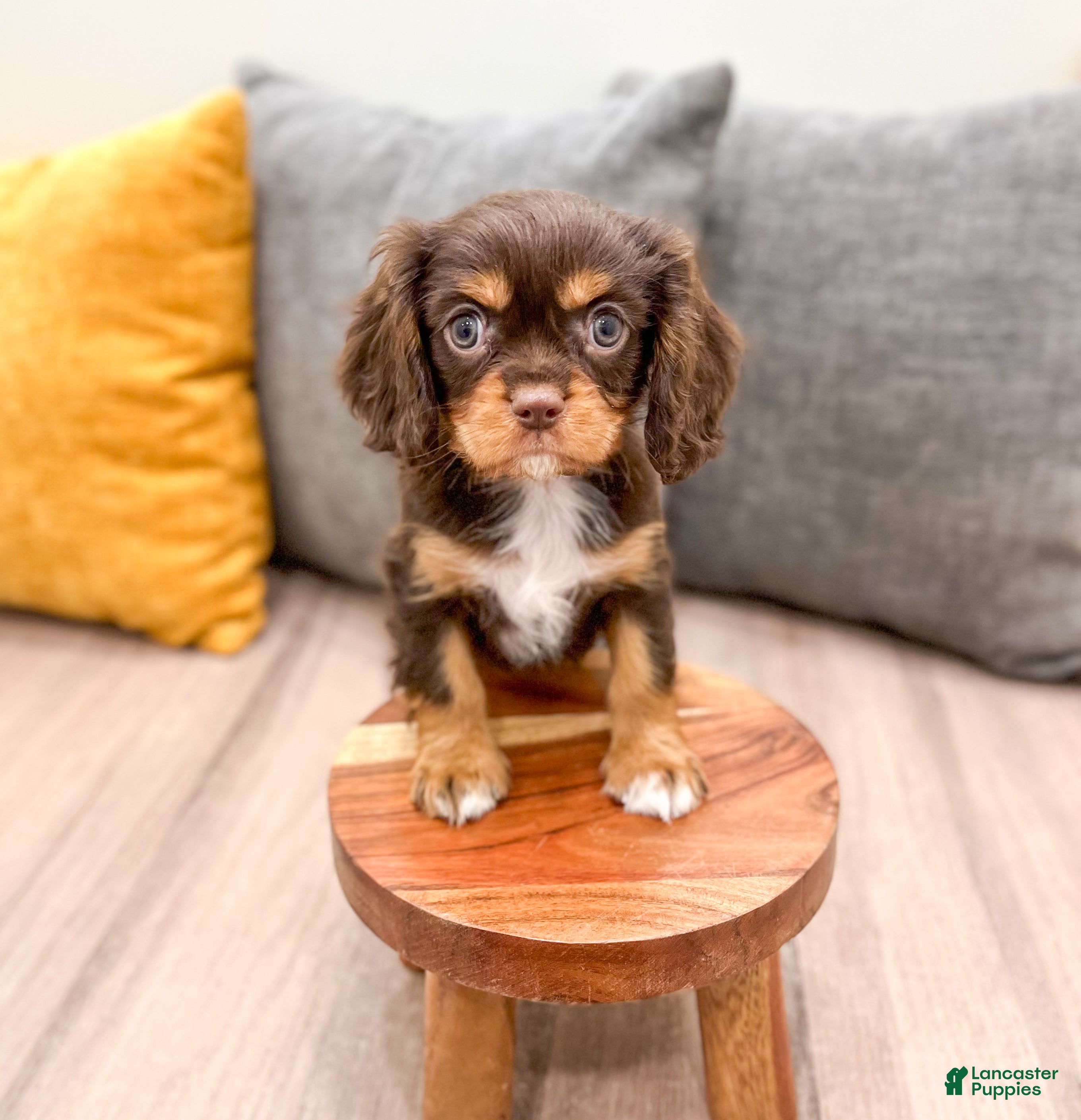 Cavalier King Charles Spaniel dogs Mudslide - Ad 2