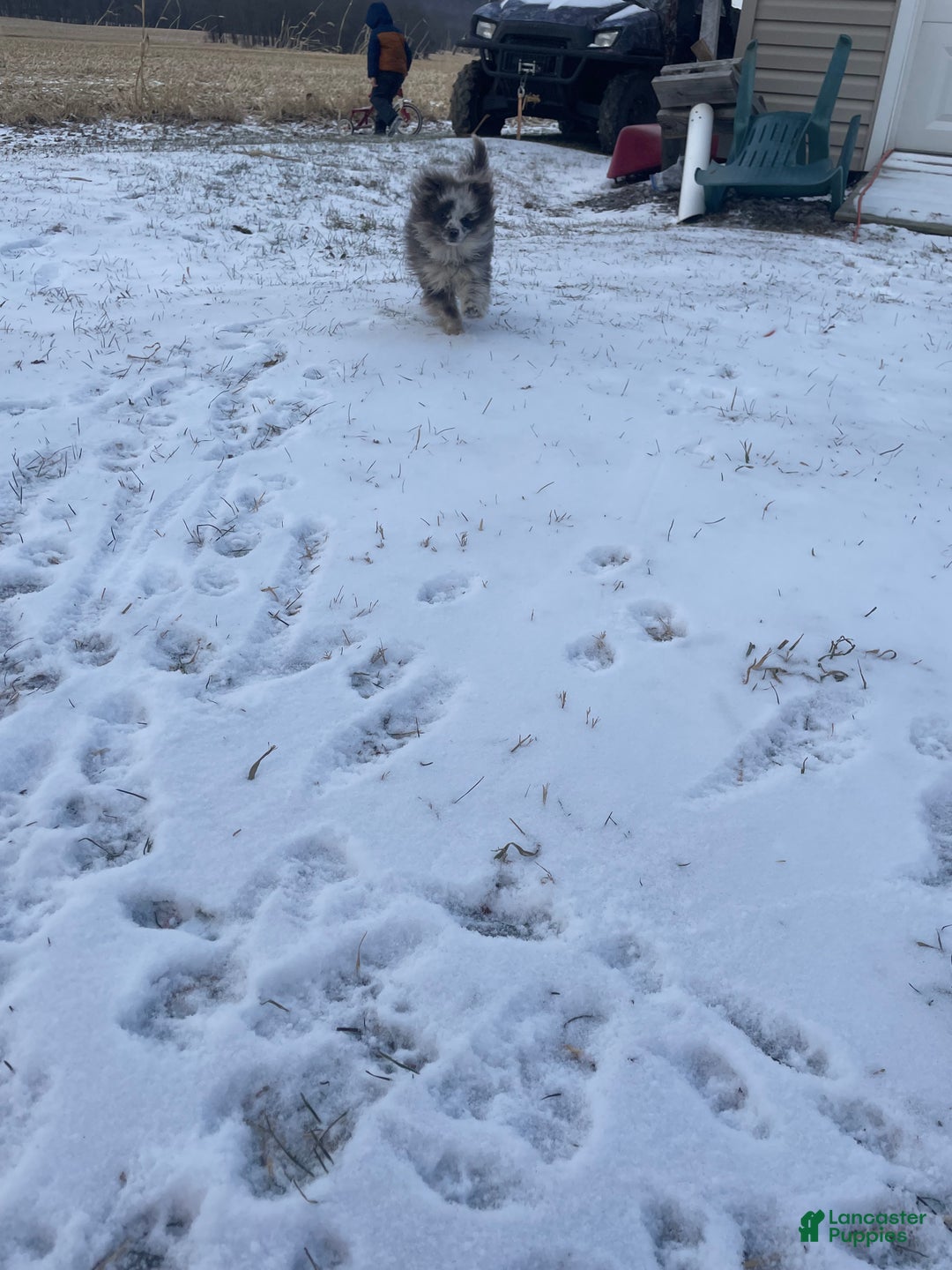 Pomeranian dogs for sale: Pomeranian Puppy 1 - Ad 2