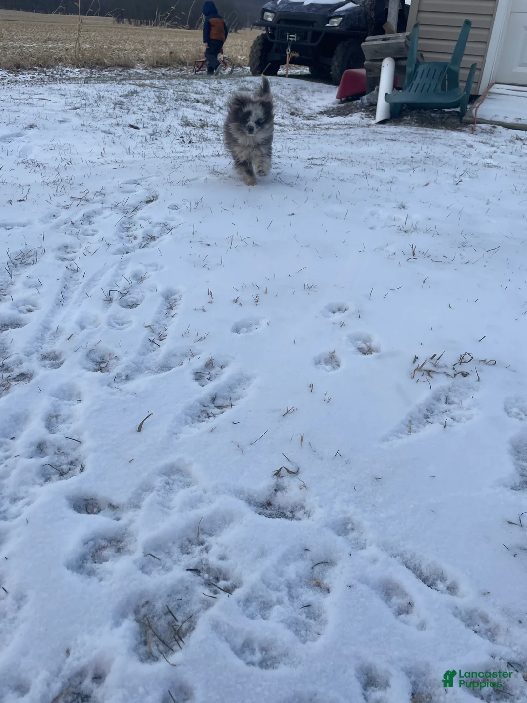 Pomeranian dogs for sale: Pomeranian Puppy 1 - Ad 2