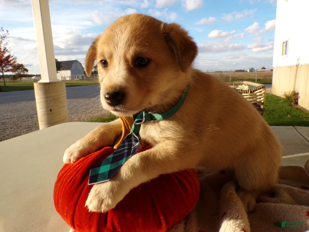 Border Collie dogs for sale: Border Collie Puppy 1 Charman - Ad 2