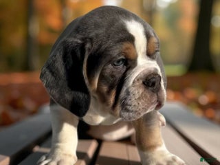 Mixed Breed dogs - Ad 9