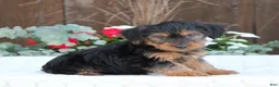 Yorkshire Terrier dogs for sale: Scout - Ad 3