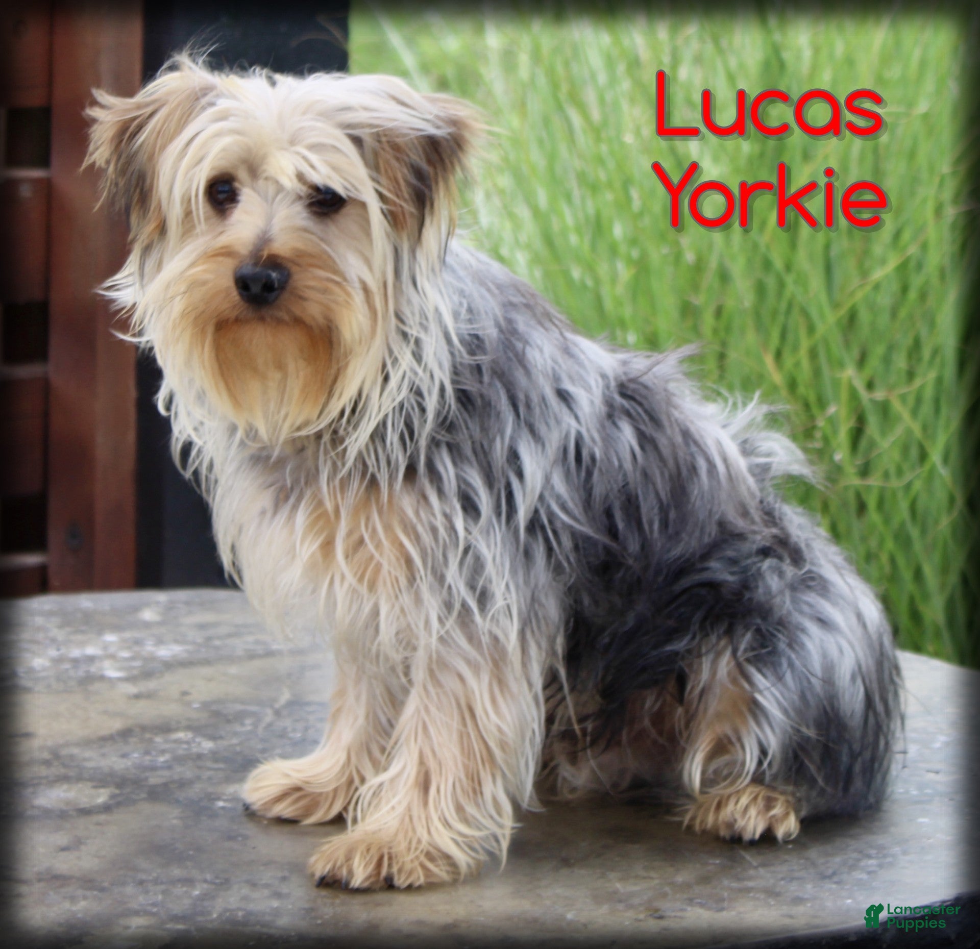 Yorkshire Terrier dogs Lucas - Ad 1