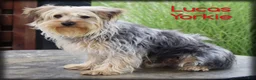 Yorkshire Terrier dogs for sale: Lucas - Ad 1