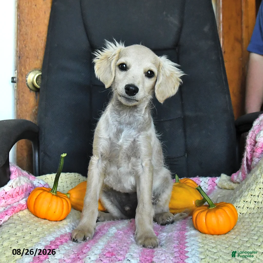 Cavapoo dogs for sale: Teddy - Ad 2