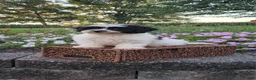 Teddy Bear dogs for sale: Dakota - Ad 4