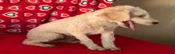 Toy Poodle dogs for sale: Mimi - Ad 4