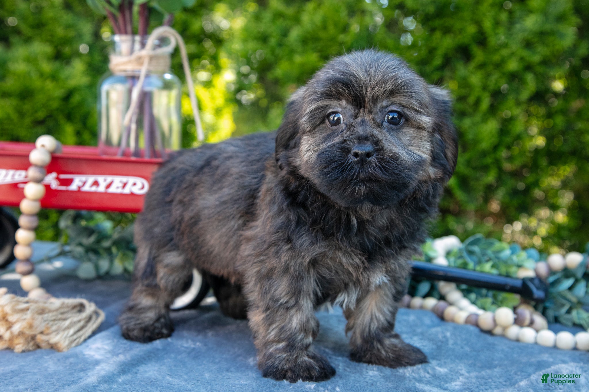 Shorkie dogs for sale: Benny - Ad 2