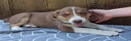 Australian Shepherd dogs for sale: Australian Shepherd 2 - Ad 6