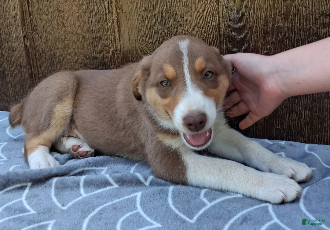 Australian Shepherd dogs for sale: Australian Shepherd 2 - Ad 6