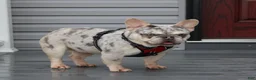 French Bulldog dogs for sale: Marlo - Ad 3