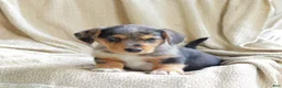 Mixed Breed dogs for sale: Oakley - Ad 2