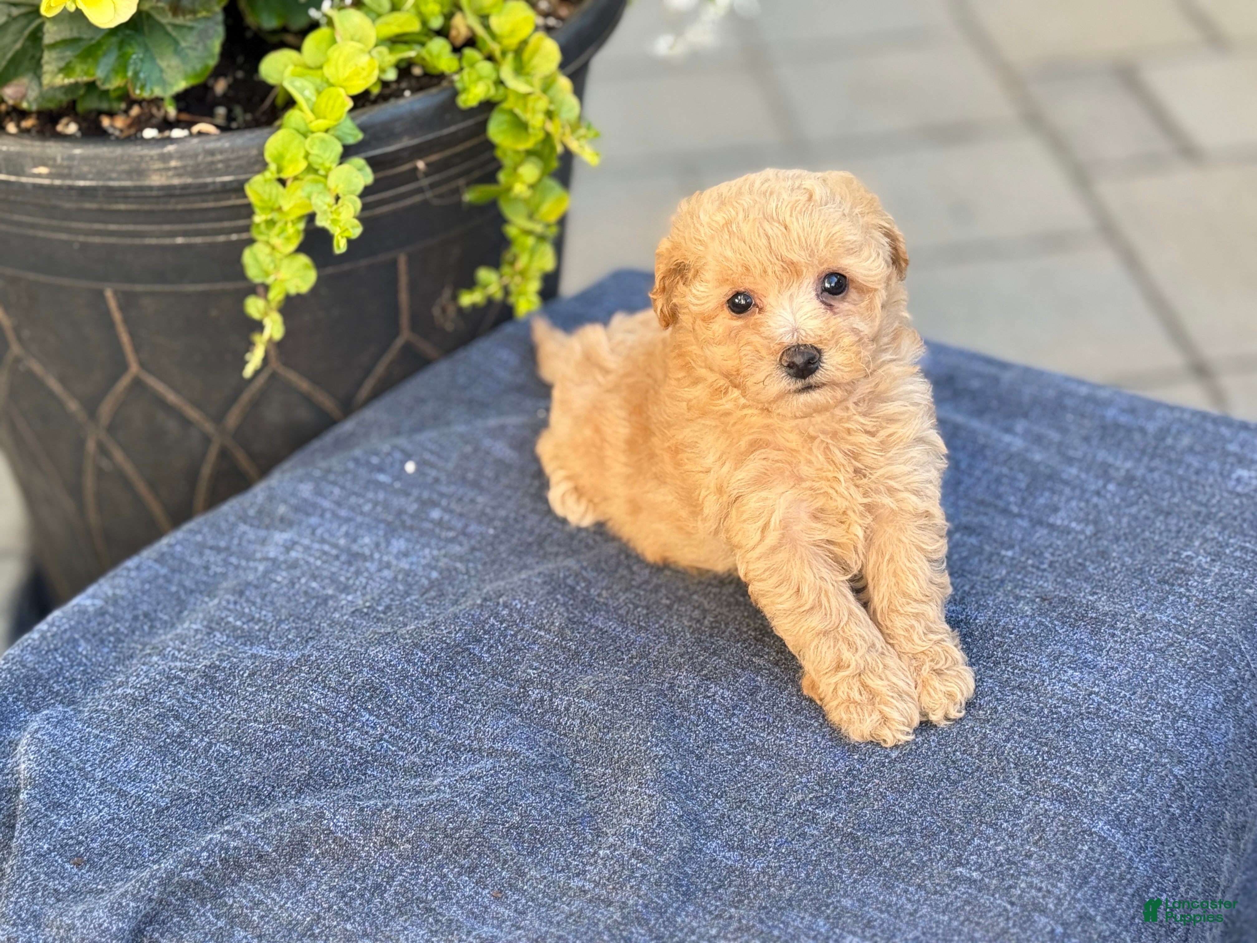 Bichpoo dogs for sale: Flora - Ad 12