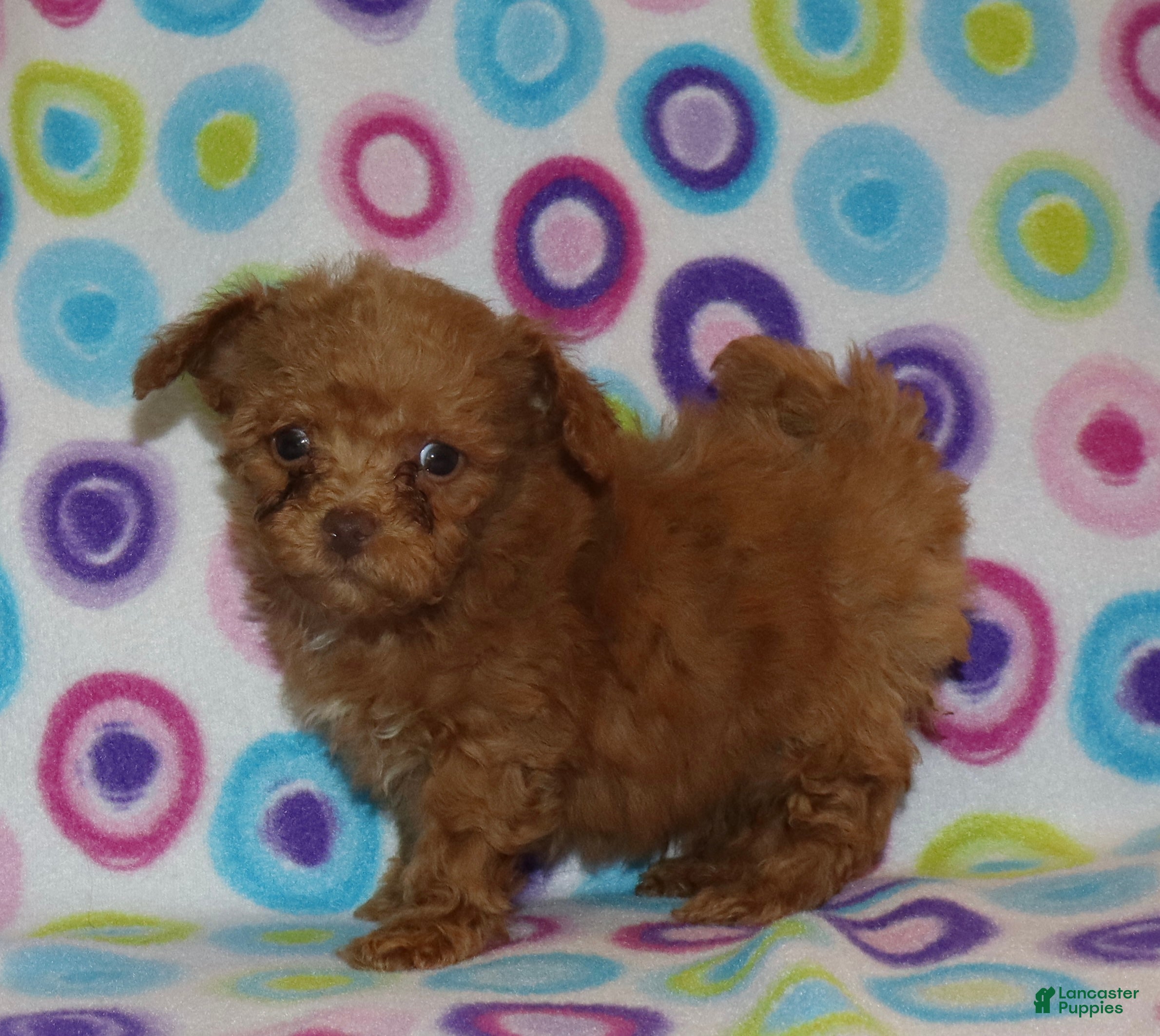 Toy Poodle dogs Double T Summer’s apricot male - Ad 2