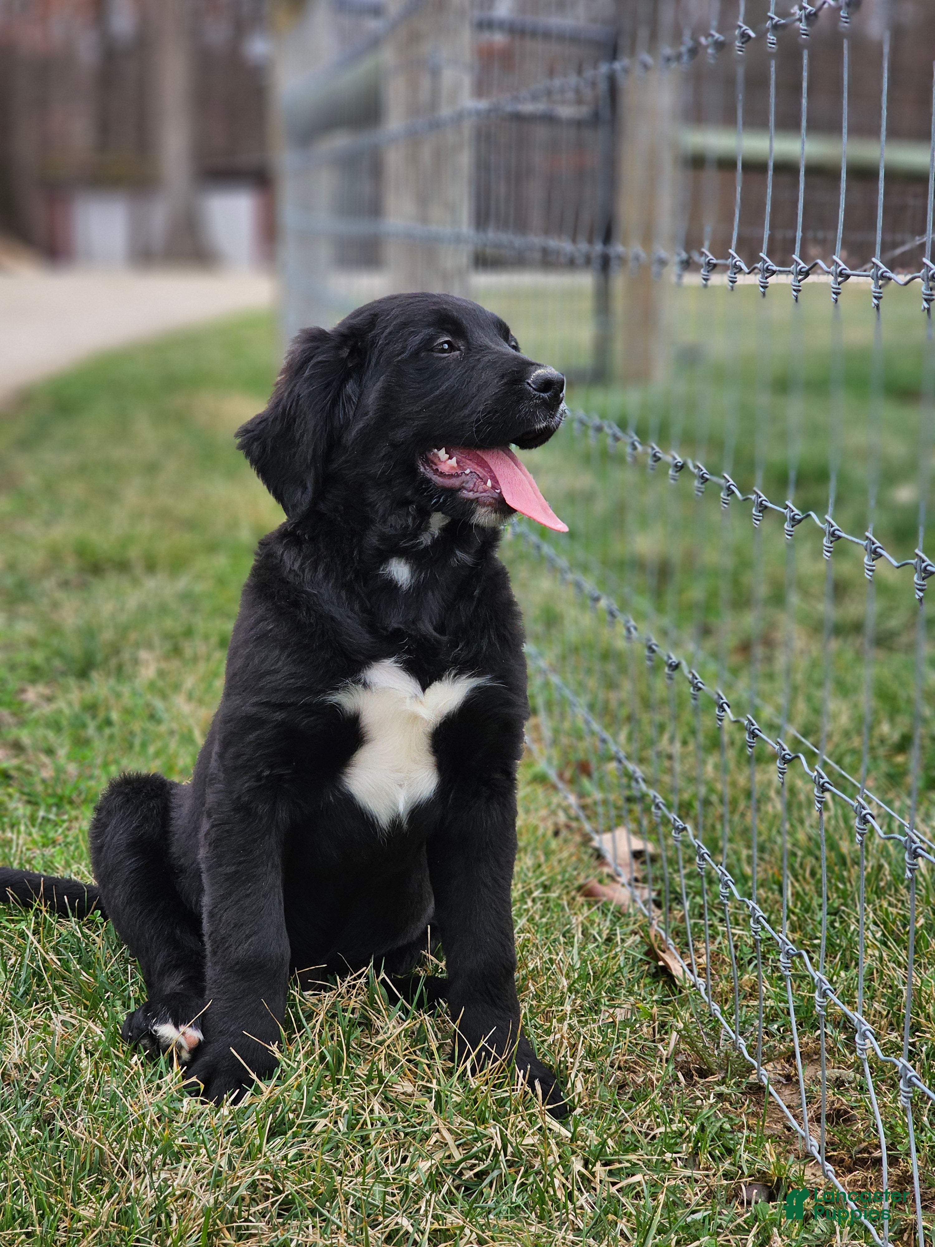 Mixed Breed dogs Sadie - Ad 2