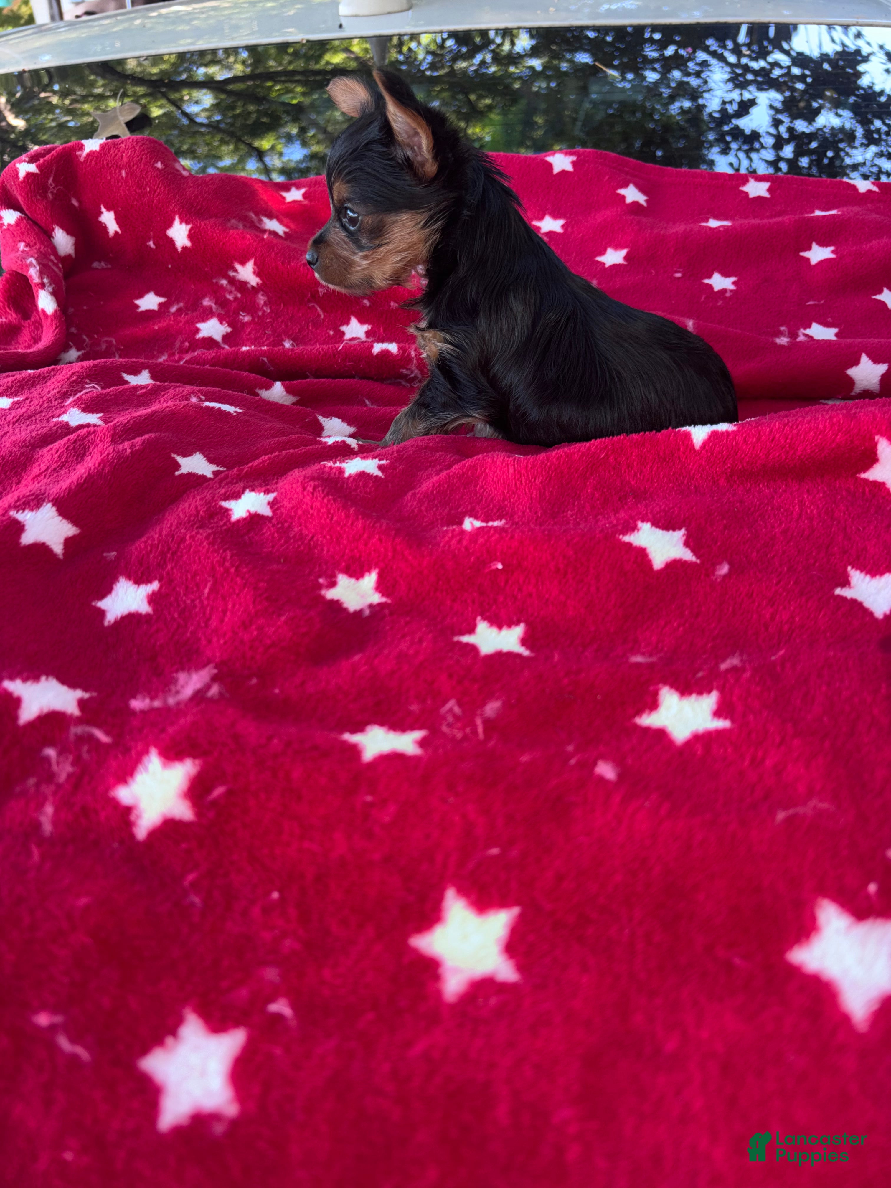 Yorkshire Terrier dogs Charming Yorkie male - Ad 2