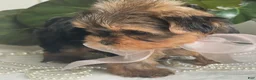 Biewer Terrier dogs for sale: Izzy - Ad 11