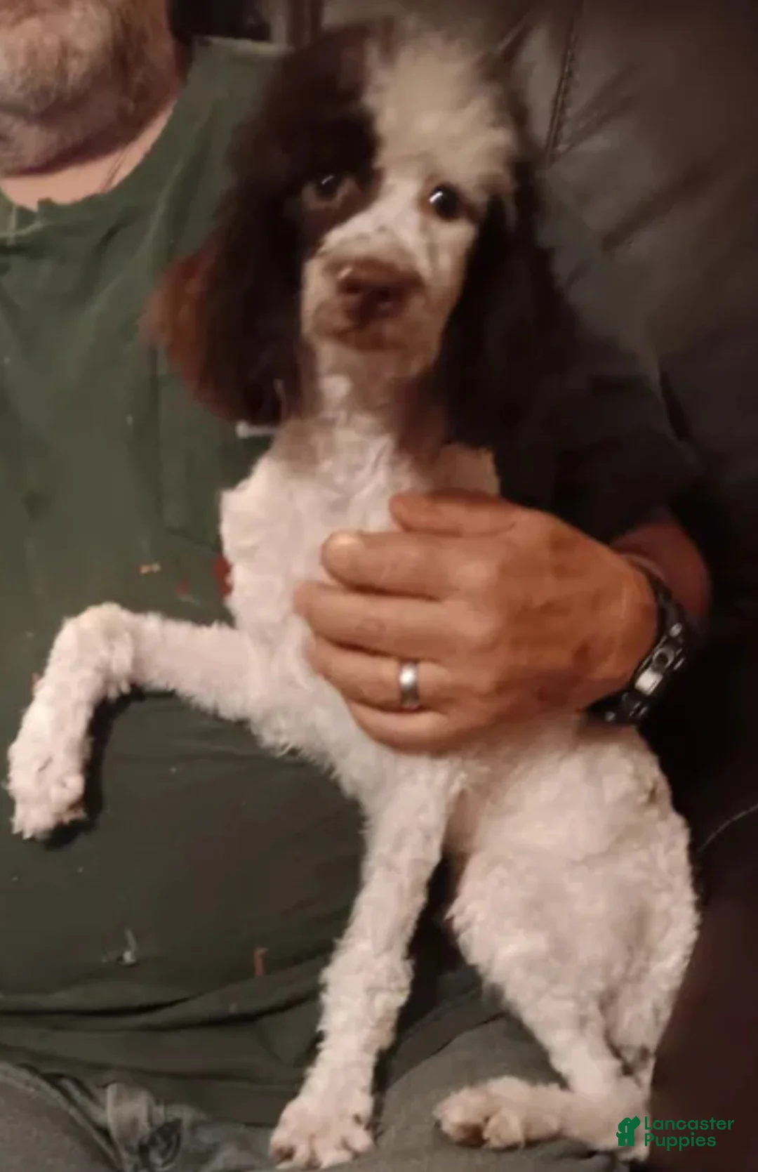 Toy Poodle dogs for sale: Toy Poodle 2 - Ad 3