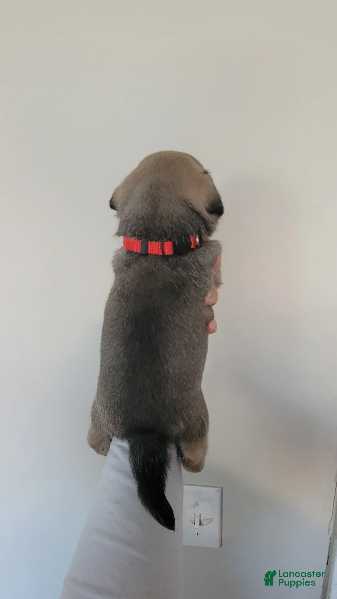 Pug dogs for sale: Red boy - Ad 2