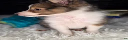 Shetland Sheepdog dogs for sale: Keene  - Ad 3