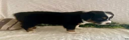 Australian Shepherd dogs for sale: Rowdy - Ad 4