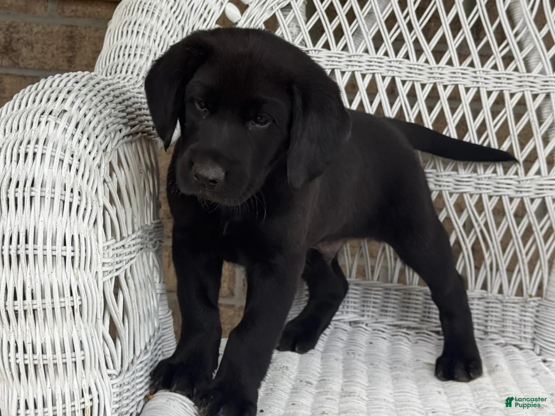 Mixed Breed dogs for sale: Tucker - Ad 1