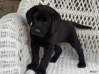 Mixed Breed dogs for sale: Tucker - Ad 2