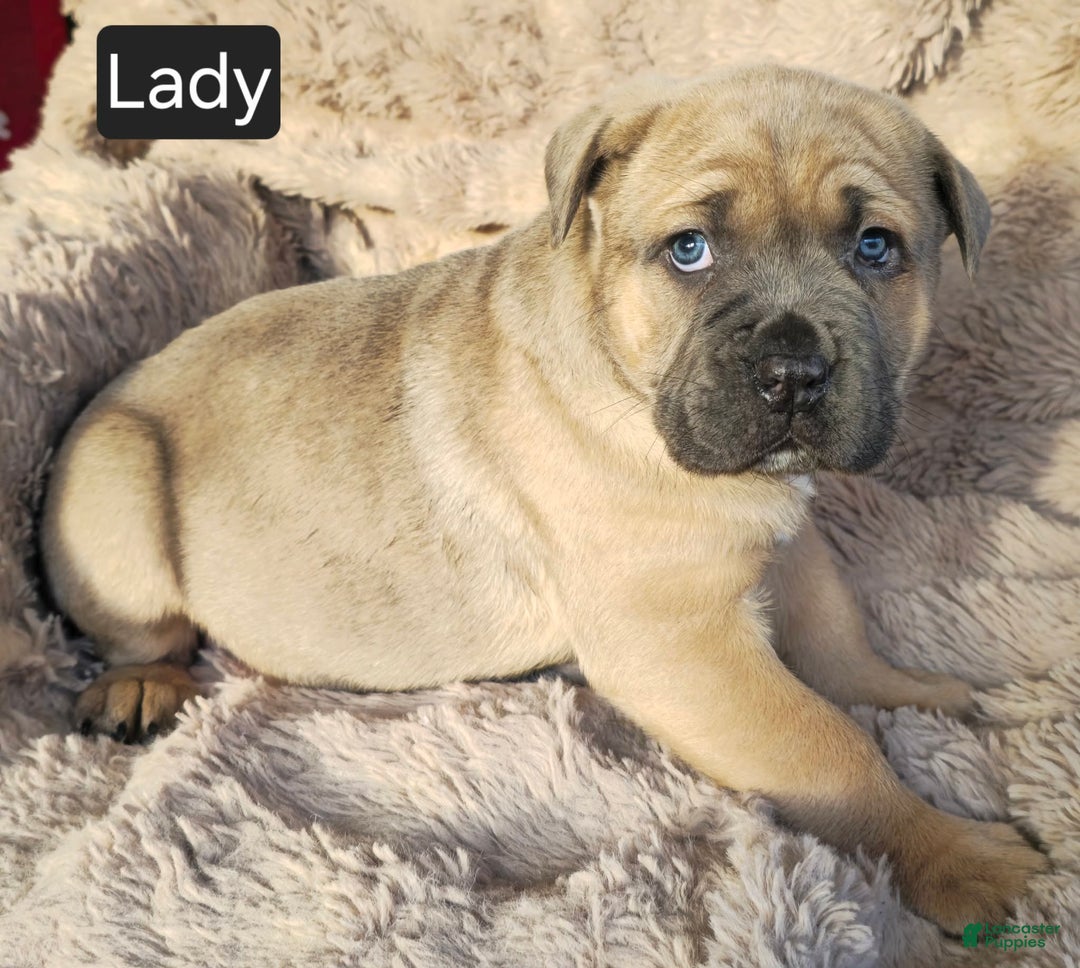 Cane Corso dogs for sale: Lady - Ad 2