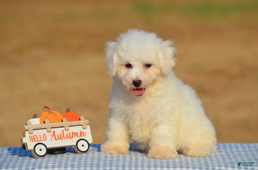 Bichon Frise dogs for sale: Teddy - Ad 2