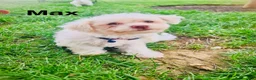 Bichon Frise dogs for sale: Bichon Frise 1 - Ad 9