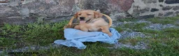 Goldador dogs for sale: Cruze - Ad 3