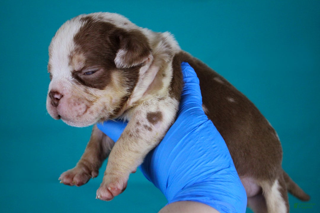 American Bully dogs for sale: Chocolate Tri Merle Male - Ad 5