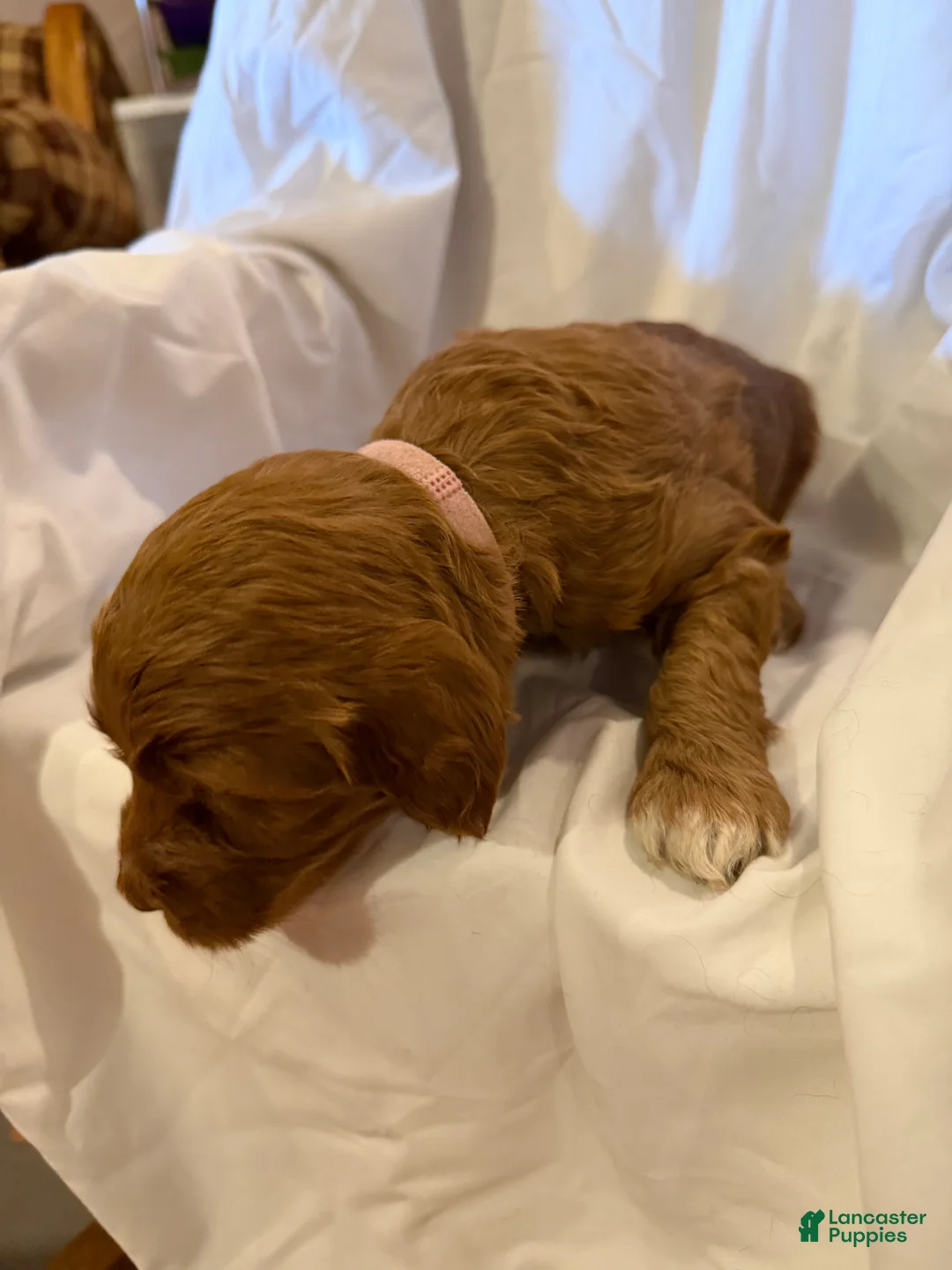 Labradoodle dogs for sale: Labradoodle Light Pink - Ad 2