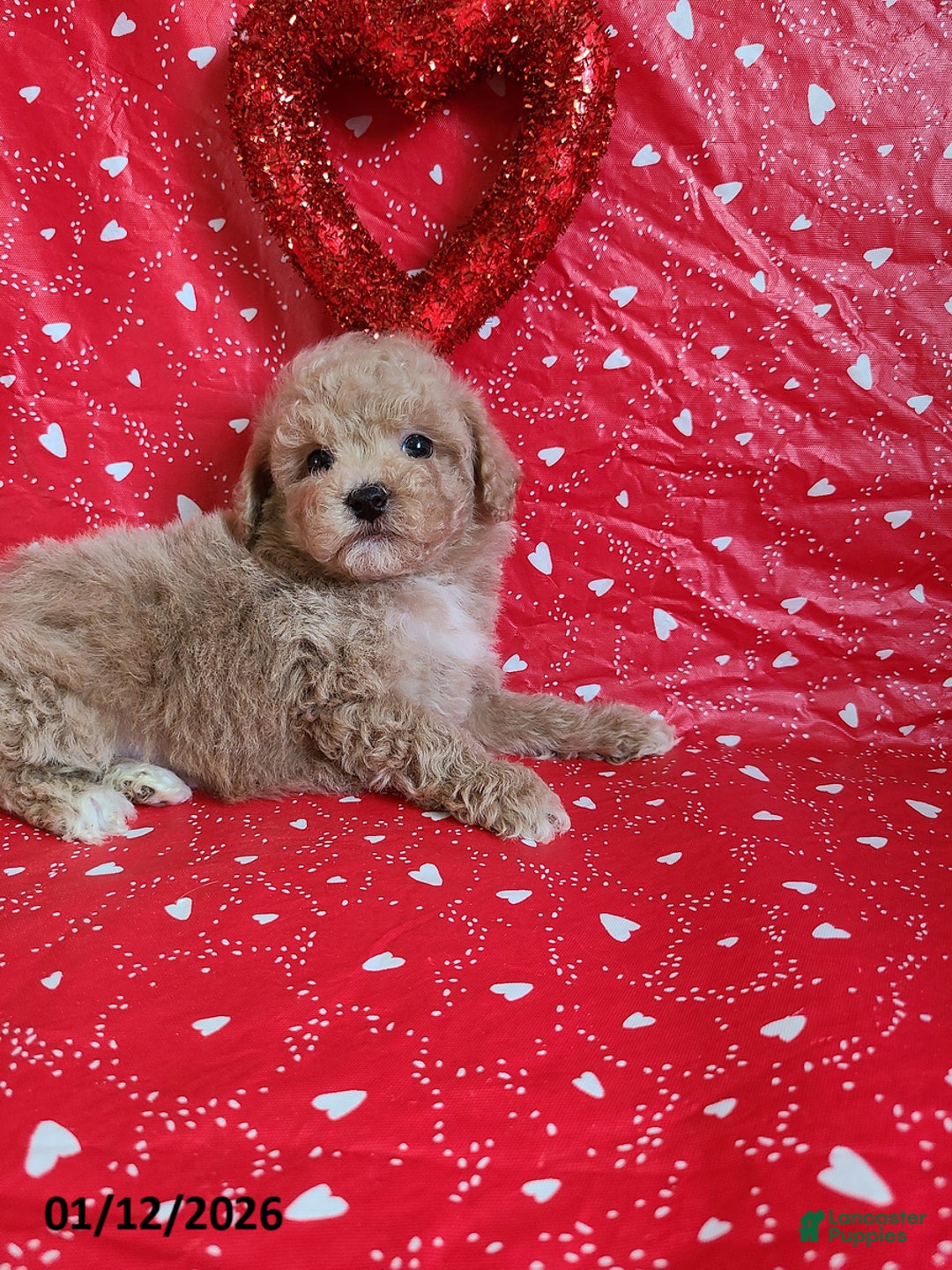 Bichpoo dogs for sale: Doll Face - Ad 6