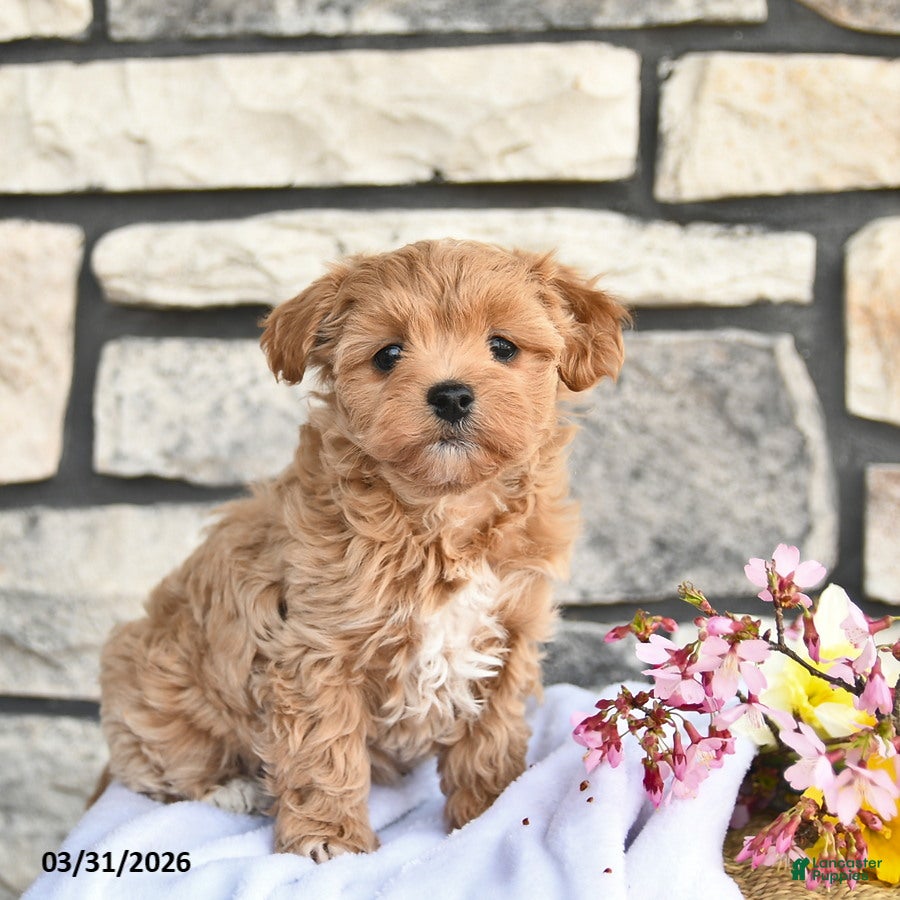 Maltipoo dogs Daisy  - Ad 1