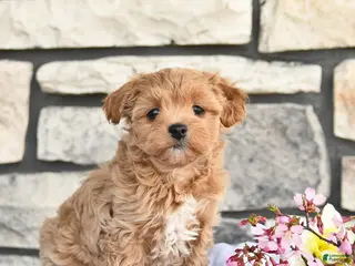 Maltipoo dogs for sale: Daisy - Ad 2