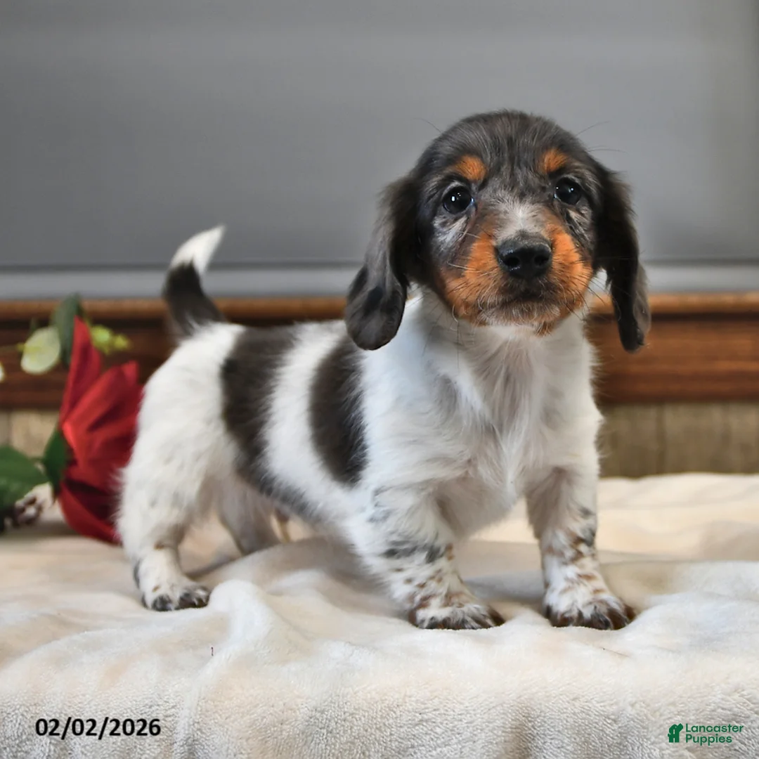 Miniature Dachshund dogs for sale: Basil - Ad 4