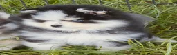 Pomsky dogs for sale: Calypso  - Ad 7