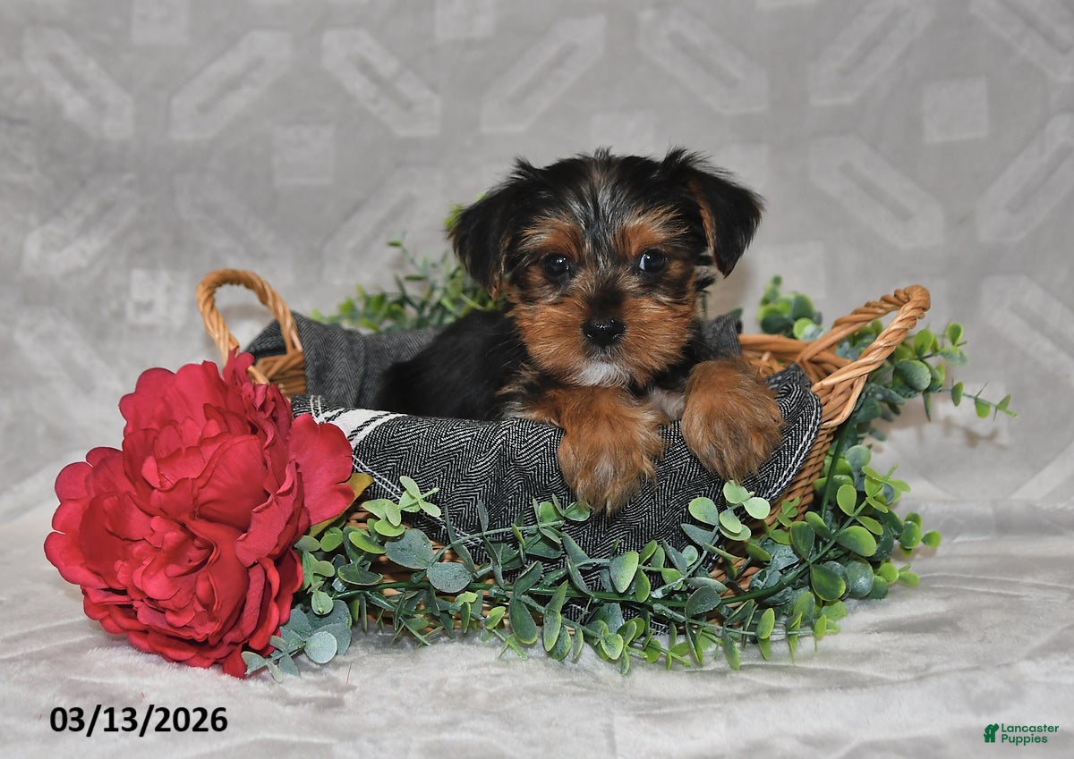 Yorkshire Terrier dogs Bryson - Ad 1