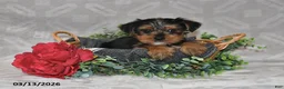 Yorkshire Terrier dogs for sale: Bryson - Ad 1