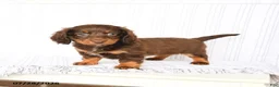 Miniature Dachshund dogs for sale: Bailey - Ad 3