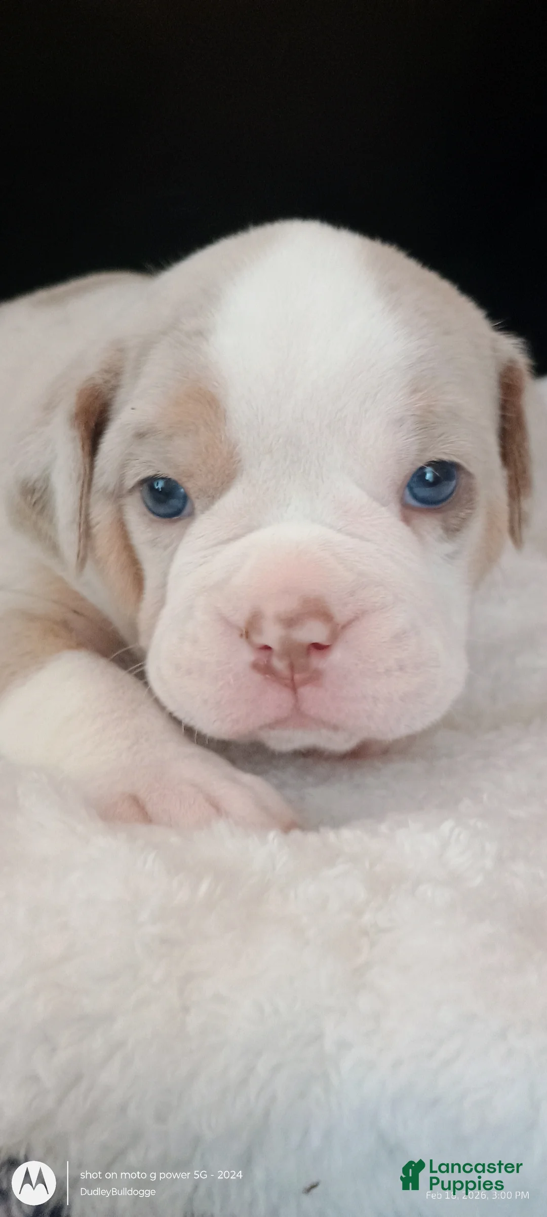 Olde English Bulldogge dogs for sale: Olde English Bulldogge Mani - Ad 2