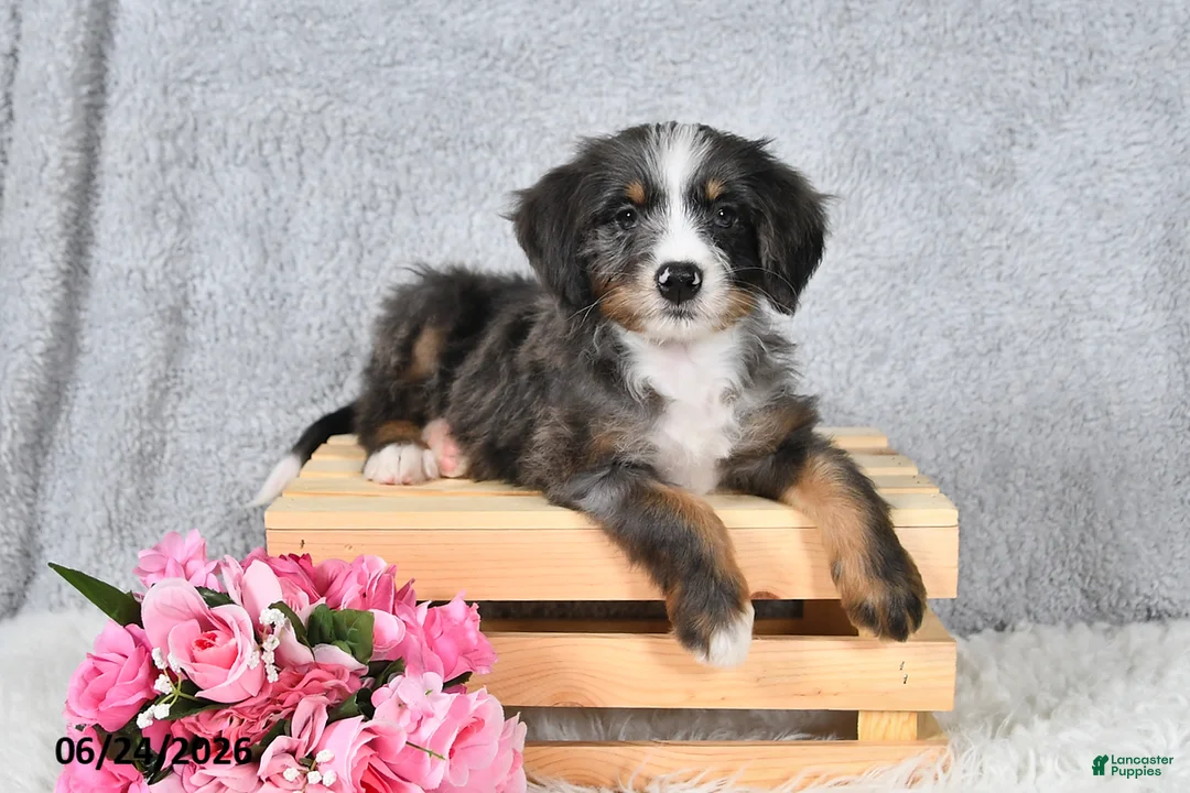 Mini Bernedoodle dogs for sale: Sophia - Ad 2