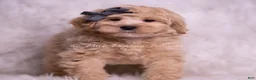 Maltipoo dogs for sale: Jackson - Ad 2