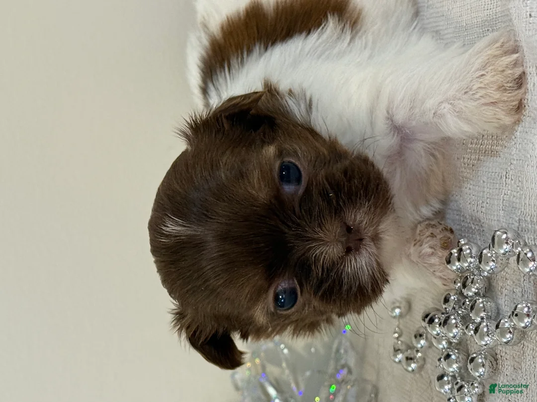 Shih Tzu dogs for sale: Uno Shih Tzu Puppy  - Ad 1